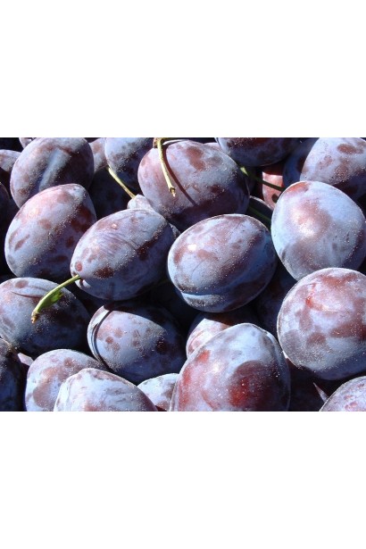 Prunus domestica Hungarian